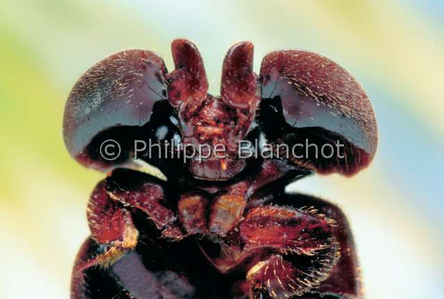 Platyrhopalopsis mellyi.JPG - in "Portraits d'insectes" ed. SeuilPlatyrhopalopsis mellyiPaussideColeopteraPaussidaeInde